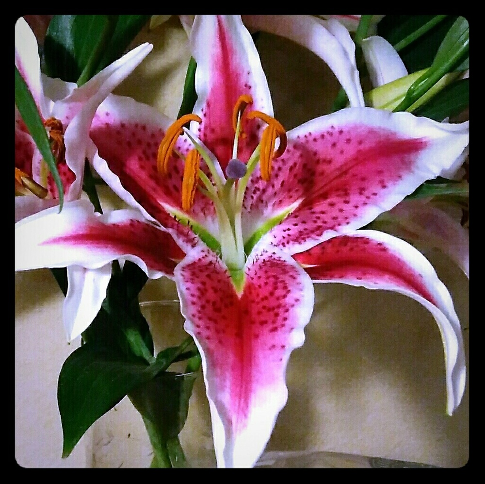 Meet your Posher, Crystal